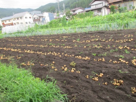 掘り起こしたジャガイモ 掘り起こしたジャガイモ